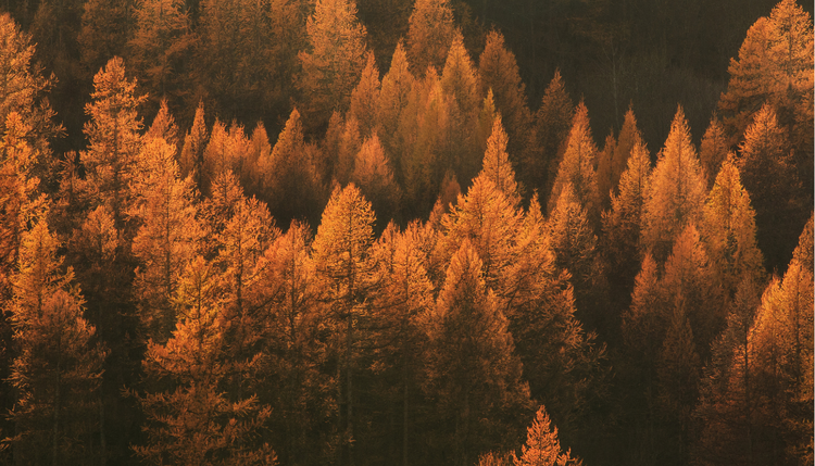 autumn/winter collection 2025
